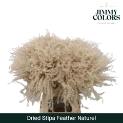 Stipa Feather Naturel 70cm