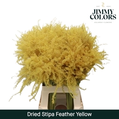 Stipa Feather Yellow 70cm
