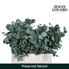Eucalyptus Cinerea Natural Per Bunch 70cm