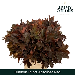 Quercus Rubra Red 80cm