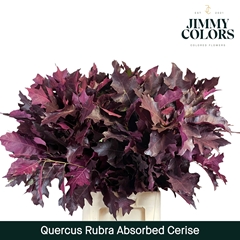 Quercus Rubra Cerise 80cm
