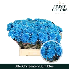 Chrysanth Spray Painted Altaj Light Blue 70cm 105gr.