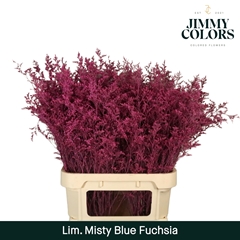 Limonium Painted Misty Blue Fuchsia 90cm 40gr.
