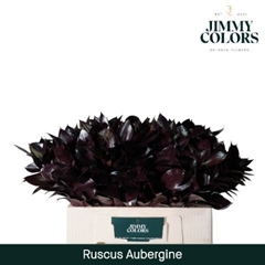 Ruscus Painted Hypophyllum Aubergine 50cm