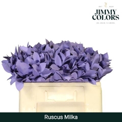 Ruscus Painted Hypophyllum Milka 50cm