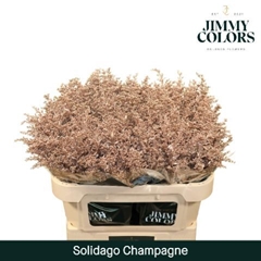 Solidago Painted Metallic Champagne 70cm 25gr.