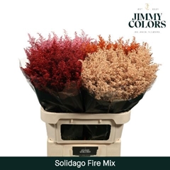 Solidago Painted Fire Mix 70cm 25gr.