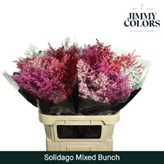 Solidago Painted Mix Per Bunch 70cm 25gr.