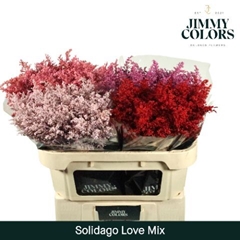 Solidago Painted Love Mix 70cm 25gr.