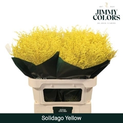 Solidago Painted Yellow 70cm 25gr.