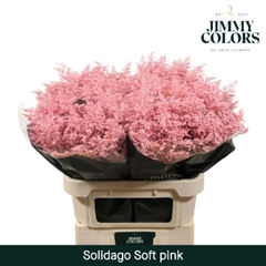 Solidago Painted Soft Pink 70cm 25gr.