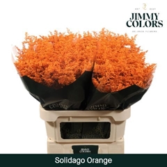Solidago Painted Orange 70cm 25gr.