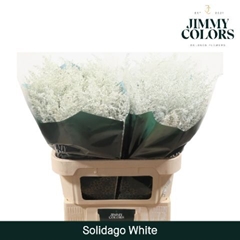 Solidago Painted White 70cm 25gr.