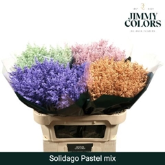 Solidago Painted Pastel Mix 80cm 35gr.