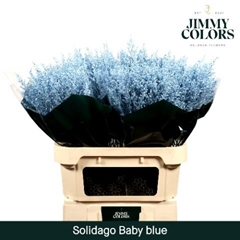 Solidago Painted Baby Blue 80cm 35gr.