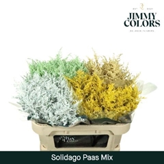 Solidago Painted Easter Mix 80cm 35gr.