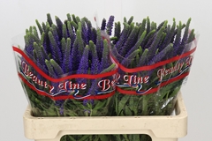 Veronica Longifolia Skyler Blue 55cm