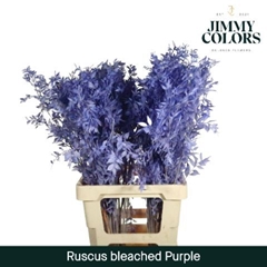 Ruscus Aculeatus Preserved Purple 25st