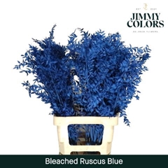 Ruscus Aculeatus Preserved Blue 25st