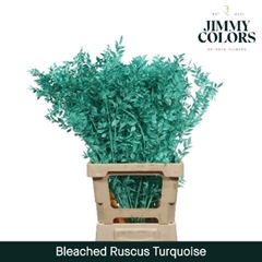 Ruscus Aculeatus Preserved Turquoise 25st