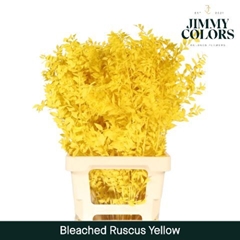 Ruscus Aculeatus Preserved Yellow 5st