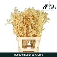 Ruscus Aculeatus Preserved Cream 5st