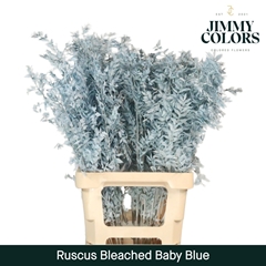 Ruscus Aculeatus Preserved Baby Blue 5st