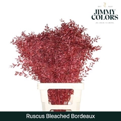 Ruscus Aculeatus Preserved Bleached 25st