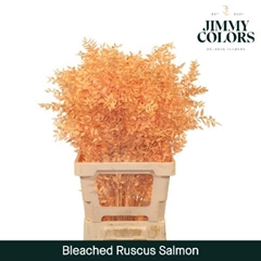 Ruscus Aculeatus Preserved Salmon 25st