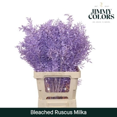 Ruscus Aculeatus Preserved Milka 25st