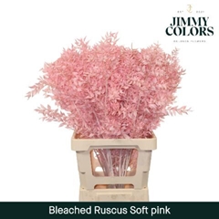 Ruscus Aculeatus Preserved Soft Pink 25st
