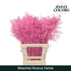 Ruscus Aculeatus Preserved Cerise 25st
