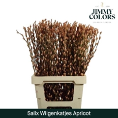 Salix Snow Flake Painted Apricot 70cm