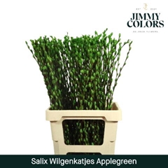 Salix Snow Flake Painted Apple Green 70cm