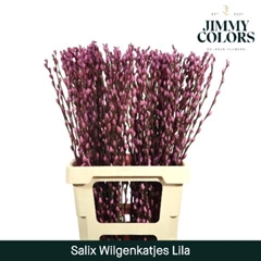 Salix Snow Flake Painted Lilac 70cm