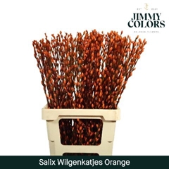 Salix Snow Flake Painted Orange 70cm