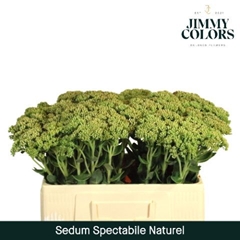 Sedum Spectabile 55cm