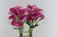 Zantedeschia Pink Jewel 80cm