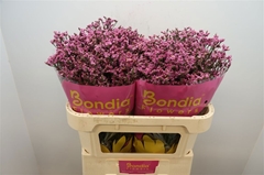 Limonium Sinense Tiffany Diamond 70cm 30gr.