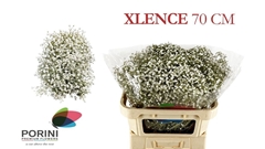 Gypsophila Paniculata Xlence 70cm 30gr.