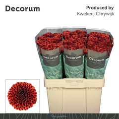 Chrysanth Spray Santini Aaa Securtiy 55cm 44gr.