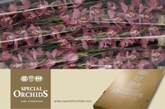 Cymbidium Lipstick 80cm