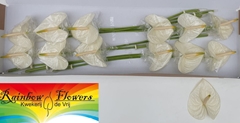 Anthurium Moments 13cm Hd