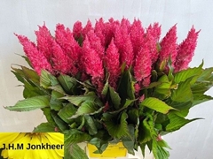 Celosia Royal Pink 65cm