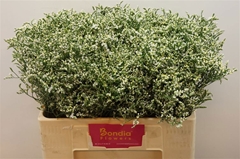 Limonium Sinense China White 50cm 15gr.