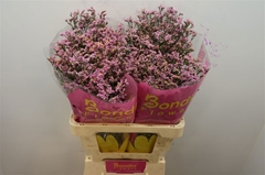 Limonium Sinense Anouchka Diamond 60cm 20gr.