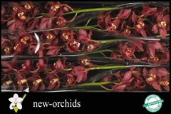 Cymbidium Priwine 80cm