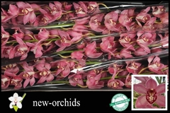 Cymbidium Pin-Up 80cm