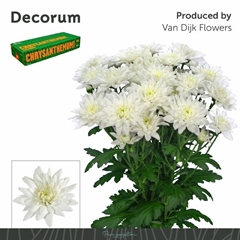 Chrysanth Spray Baltica 70cm 100gr.