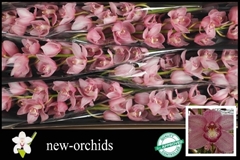Cymbidium Belle Star 80cm